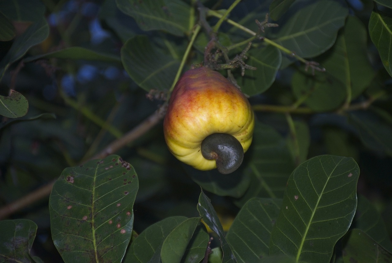 The Versatility and Uses of Cashew Nuts