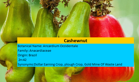 The agricultural Origin and Botany of cashews.