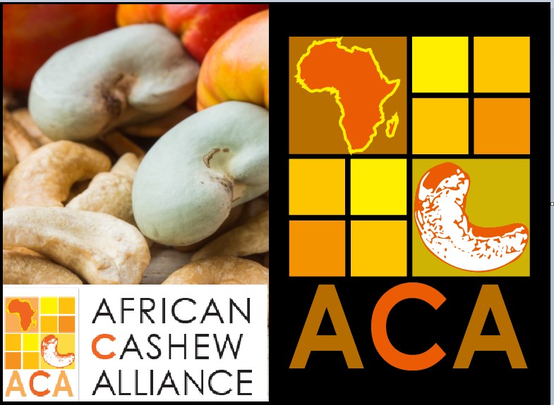 Africa’s Cashew Industry: A Catalyst for Economic Growth