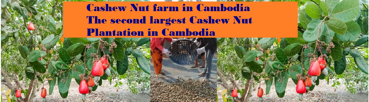 Cambodia World’s Second Largest Cashew Exporter.