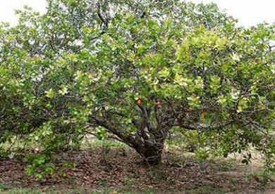 cashew tree
