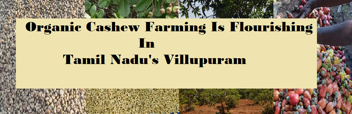 Analyzing Cashew Cultivation in Villupuram District,Tamilnadu.
