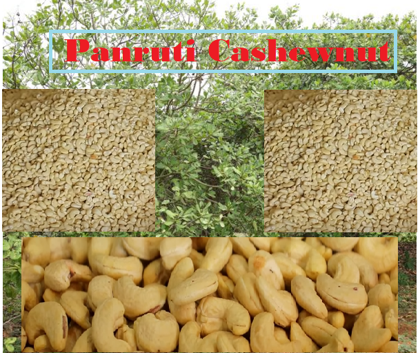 Panruti: The Cashew Capital of Tamil Nadu