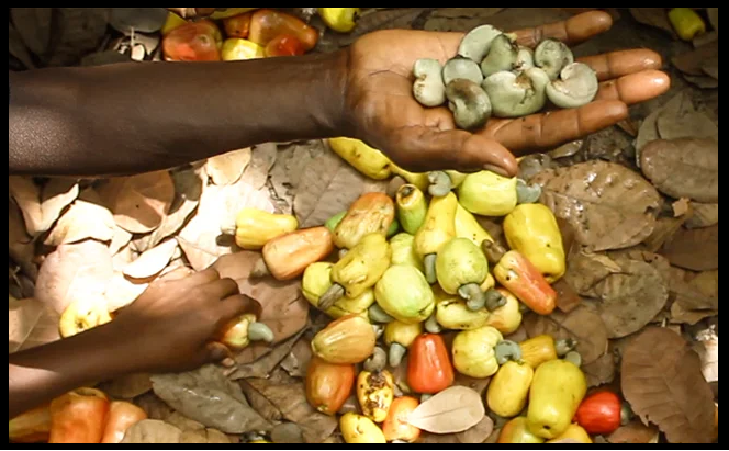 Cashew Farmers in India: Demands for Fair Pricing